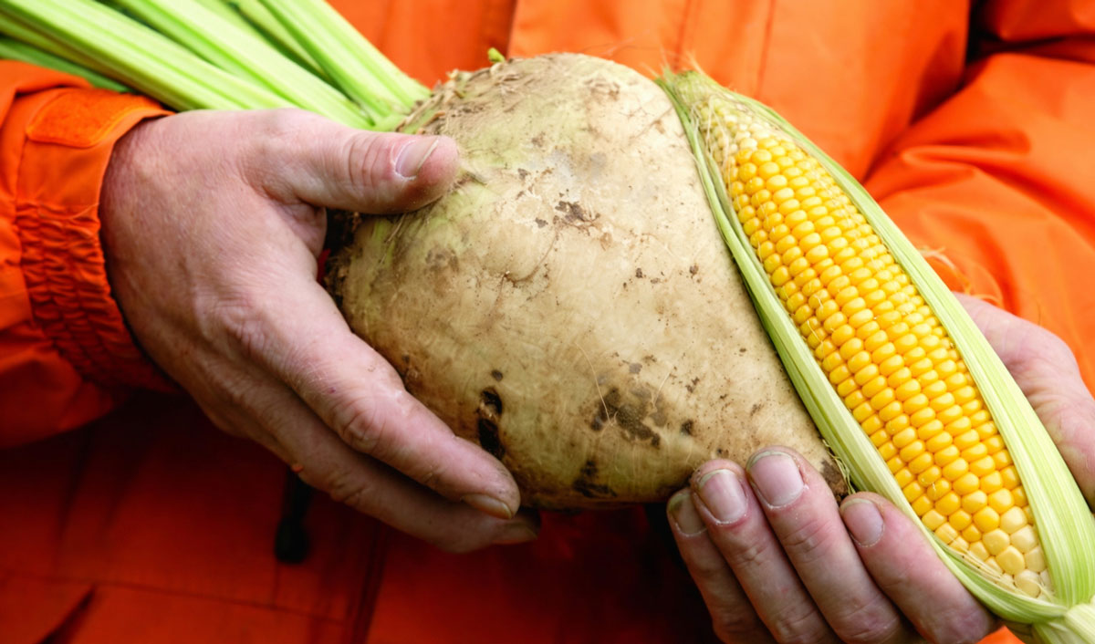 Piața europeană se deschide porumbului și sfeclei de zahăr transgenice