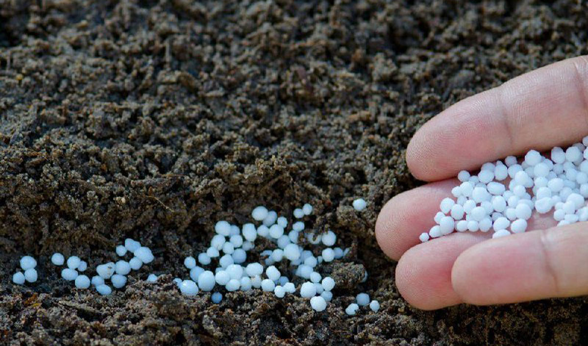 Prețurile îngrășămintelor în Moldova au crescut cu aproximativ 50%