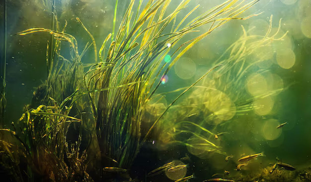 Algele cultivate pe ape reziduale economisesc îngrășăminte cu azot pentru agricultori