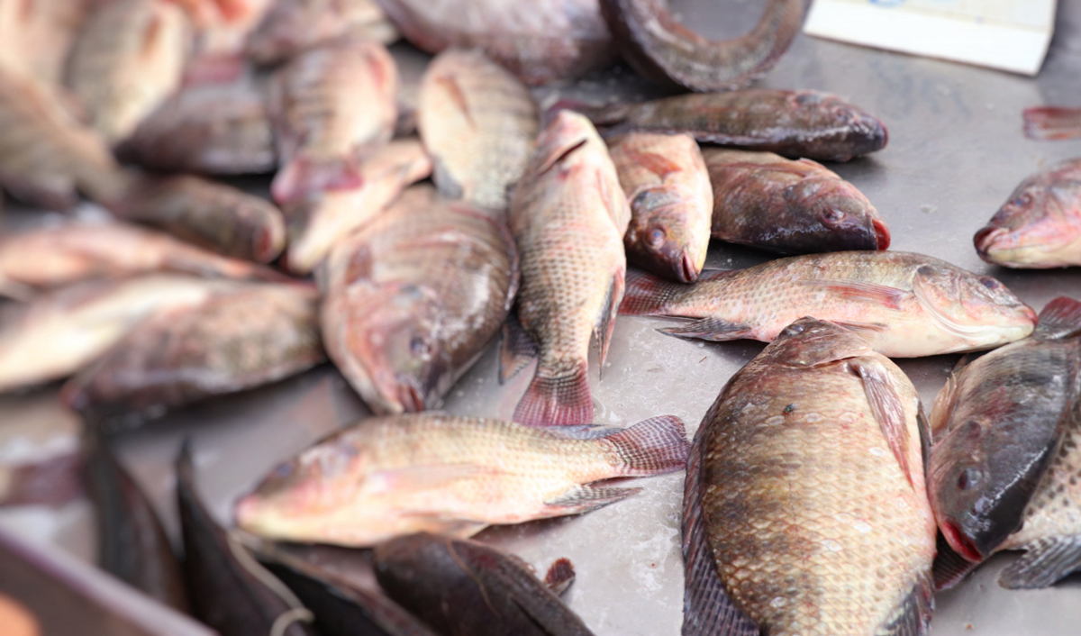 Какую пресноводную рыбу можно покупать в Молдове без особого риска?