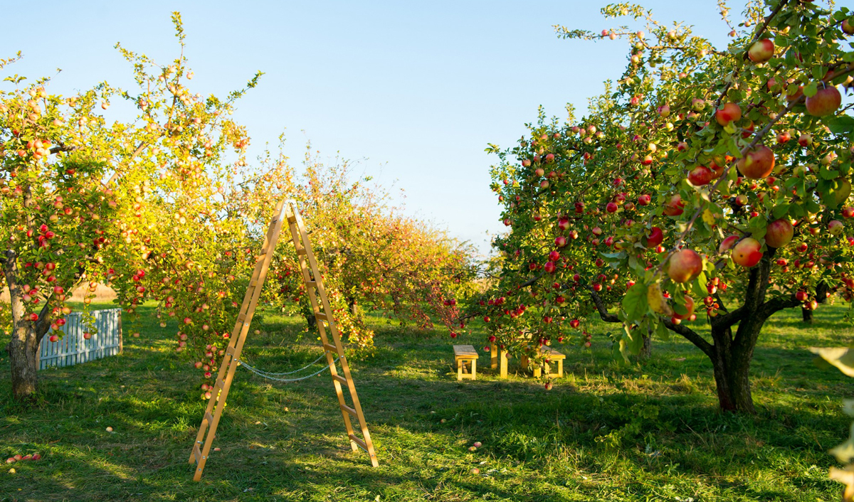 Plantarea grădinilor va fi coordonată