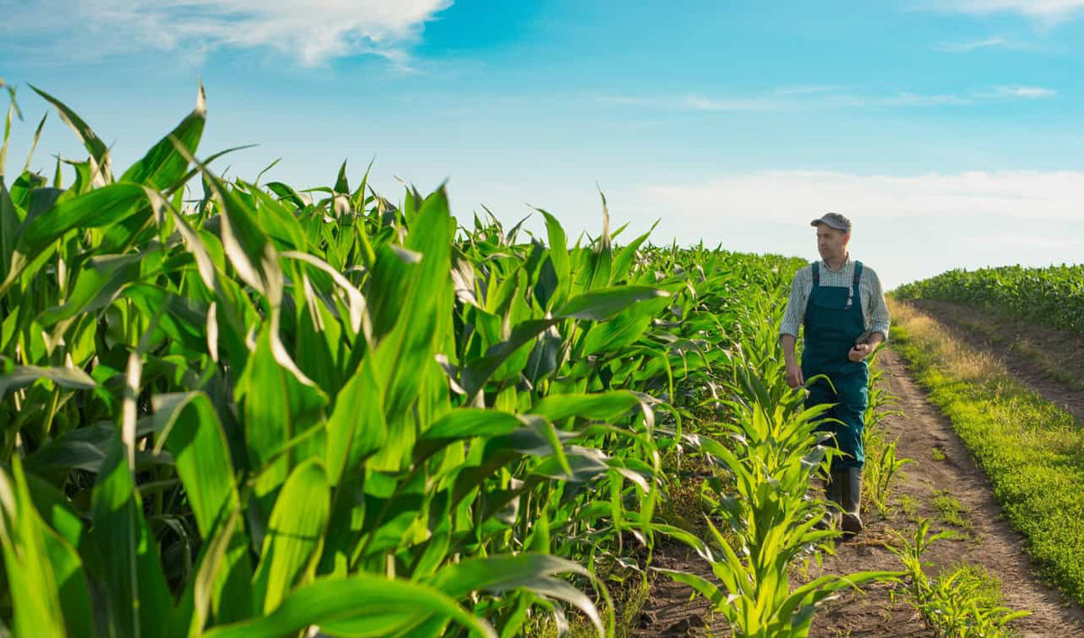 FCA program: concessional financing for farmers is in demand