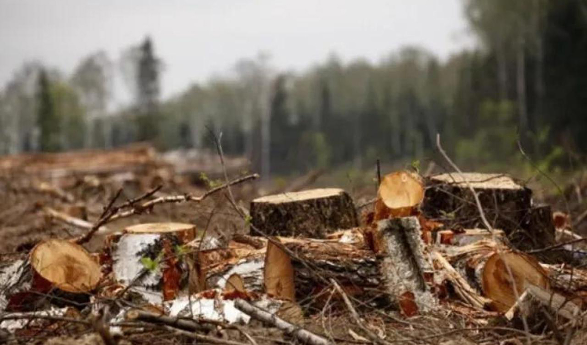 Участок лесного фонда передадут под строительство трассы Кишинев-Унгень-граница с Румынией