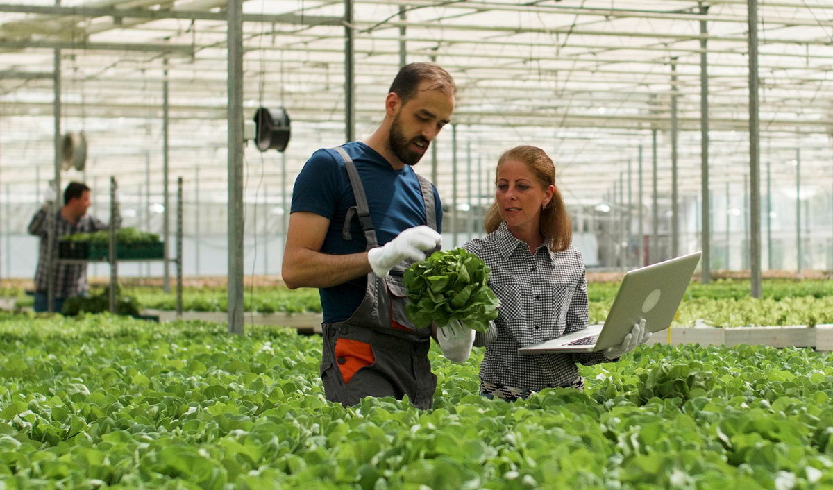 Consultanță agricolă și mentorat ca parte a programului de creștere