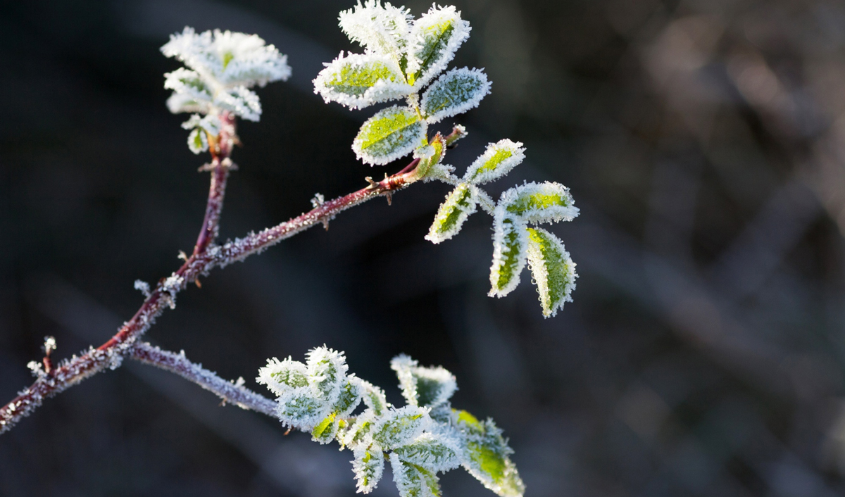Ce și cum să ne protejăm împotriva înghețurilor din aprilie în sectorul agricol din Moldova