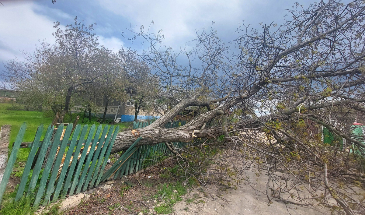 Сильный ветер накрыл Молдову: по всей стране фиксируются отключения света и падение деревьев