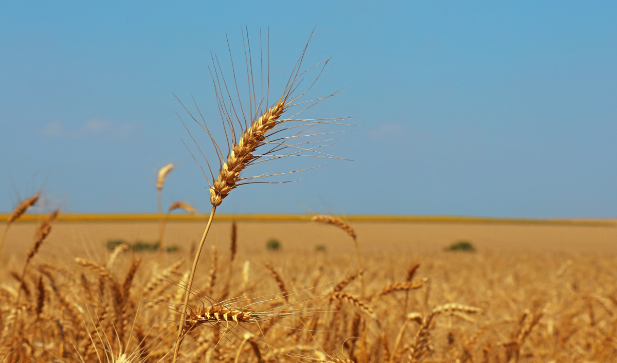 Прогноз IGC: мировой урожай-2026 зерна будет вторым в истории