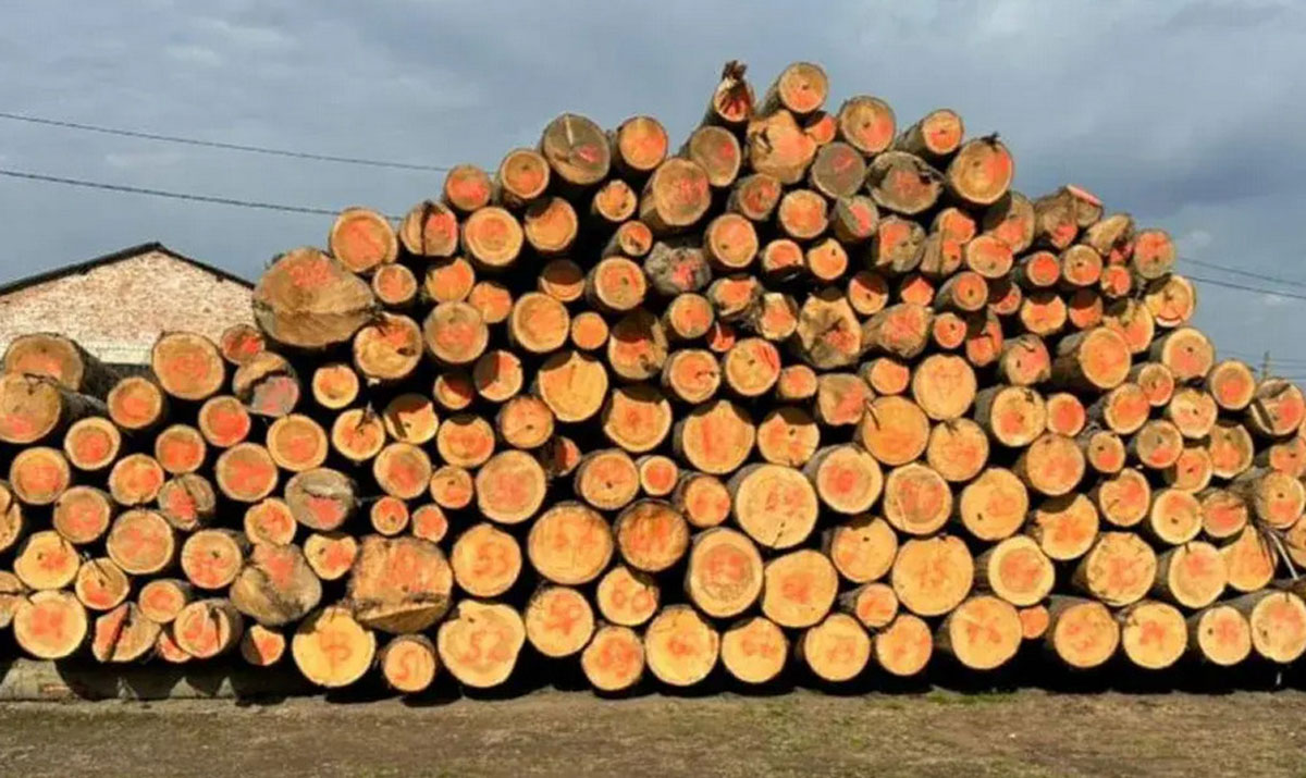 Ukraine has blocked shady timber exports to Moldova