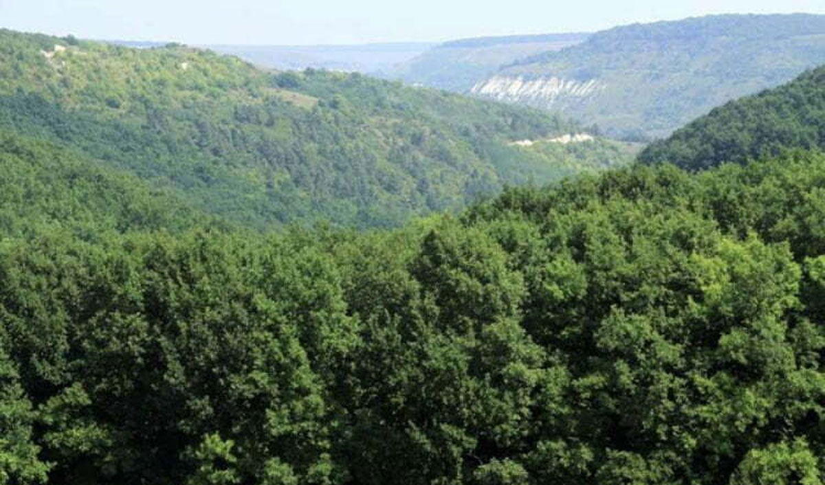 Fondul forestier al Moldovei rămâne în umbră