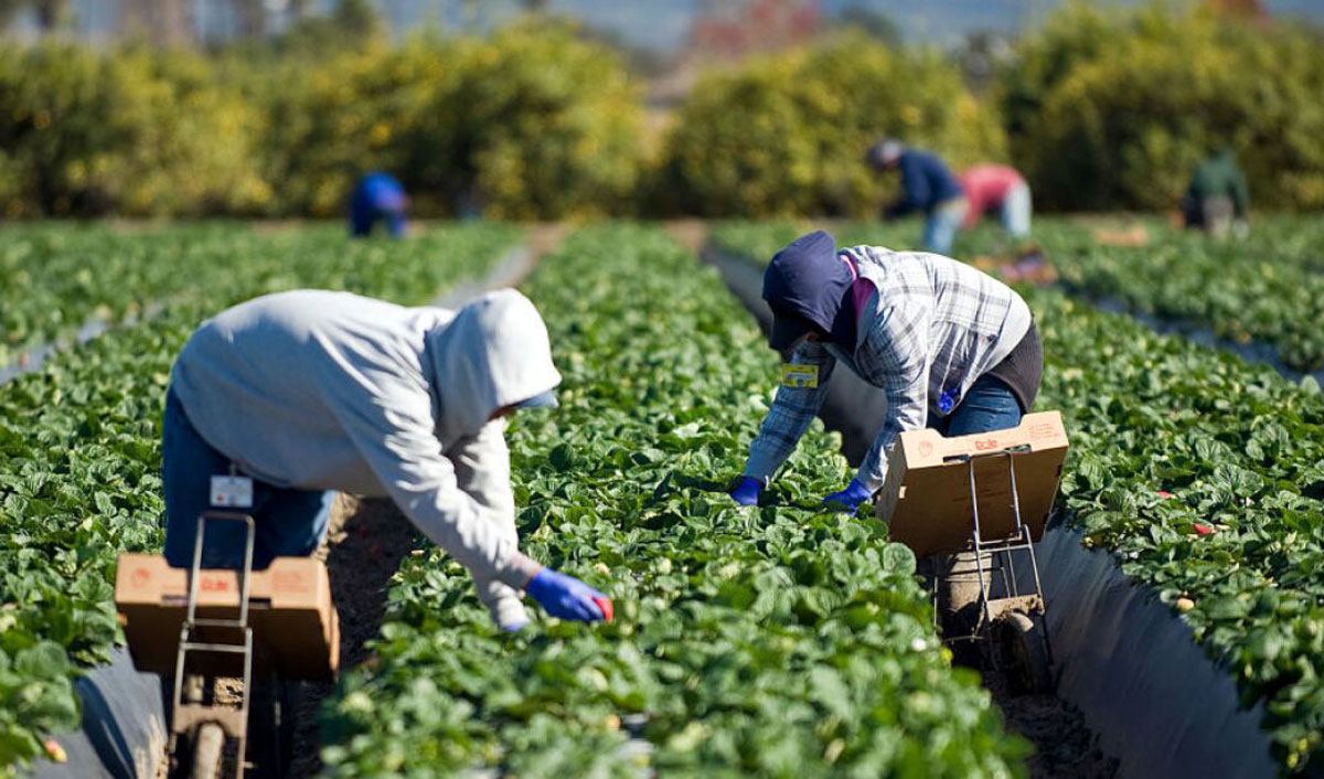 «e-Zilieri»: поденные работники оставят «цифровой след»