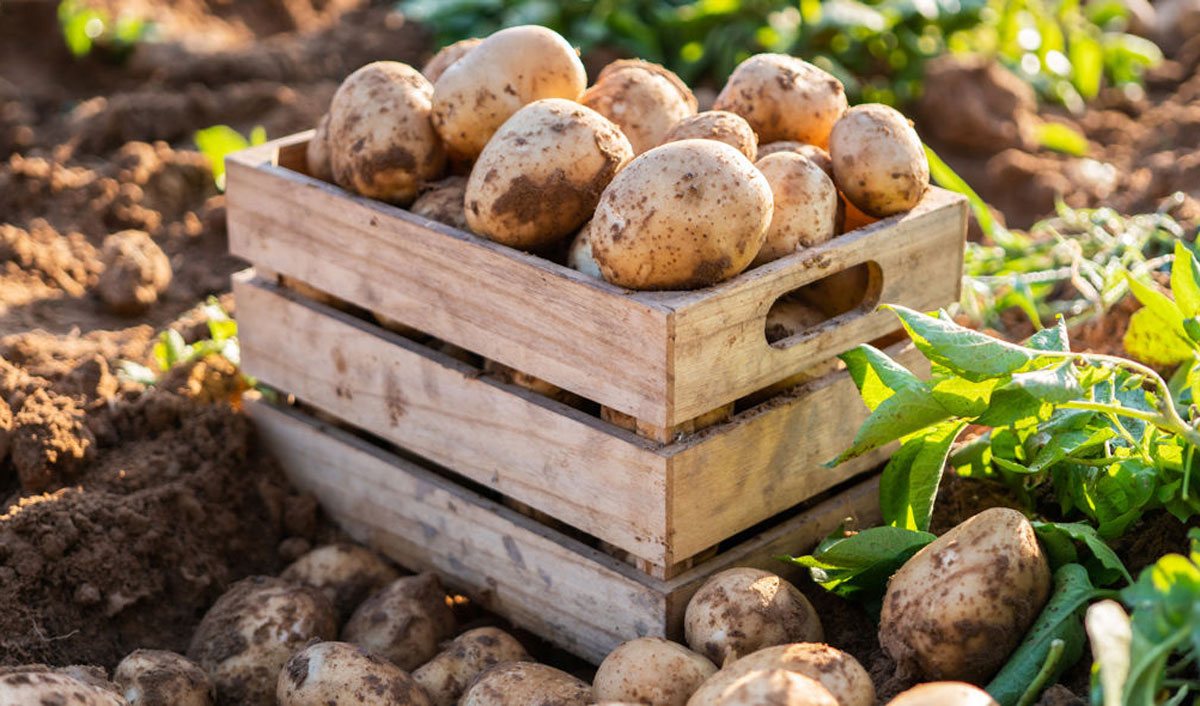 Polish authorities try to save farmers from Europe’s ‘potato crisis’