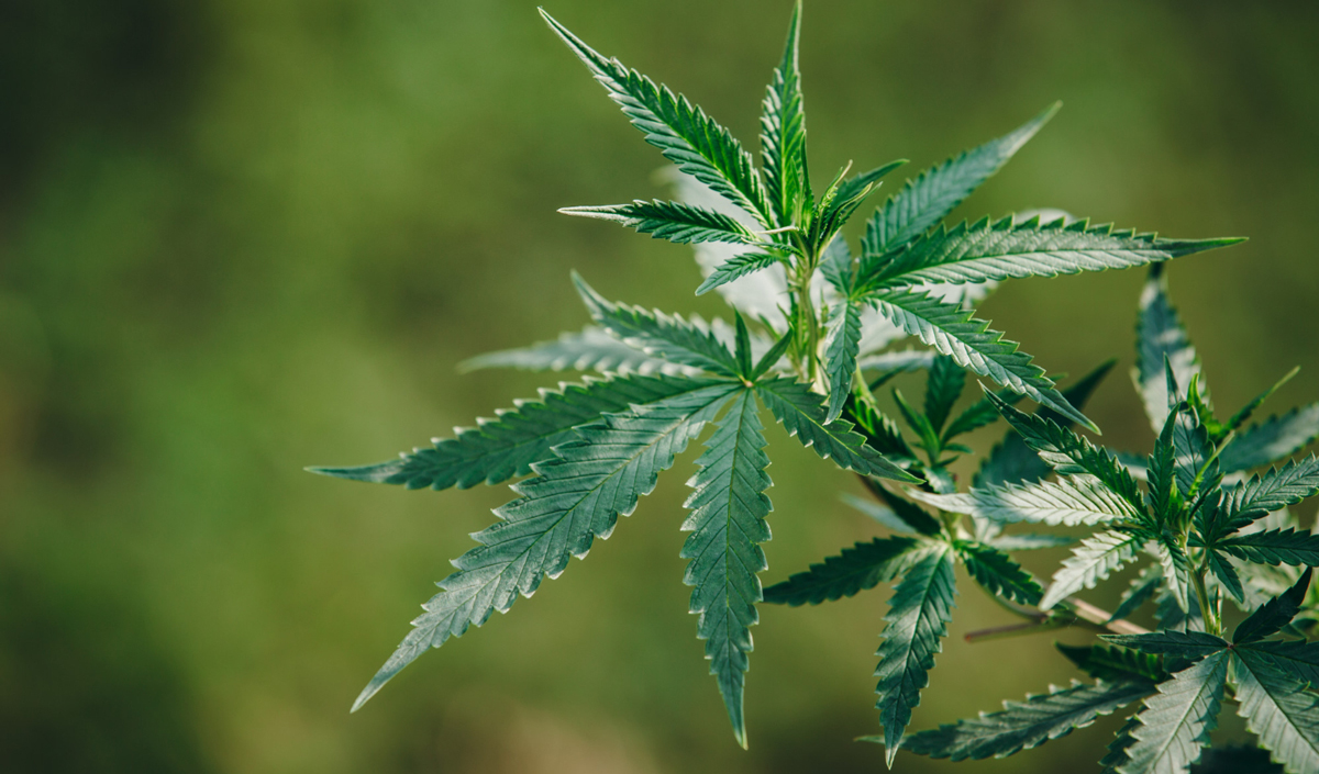 New regulation will expand the scope of application of industrial hemp in Moldova