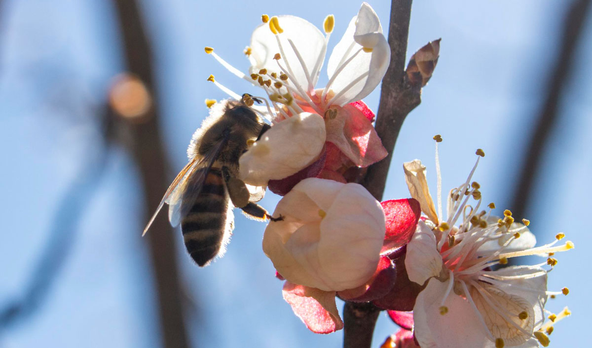 Призыв пчеловодов к фермерам Молдовы: «заключите контракты на опыление»