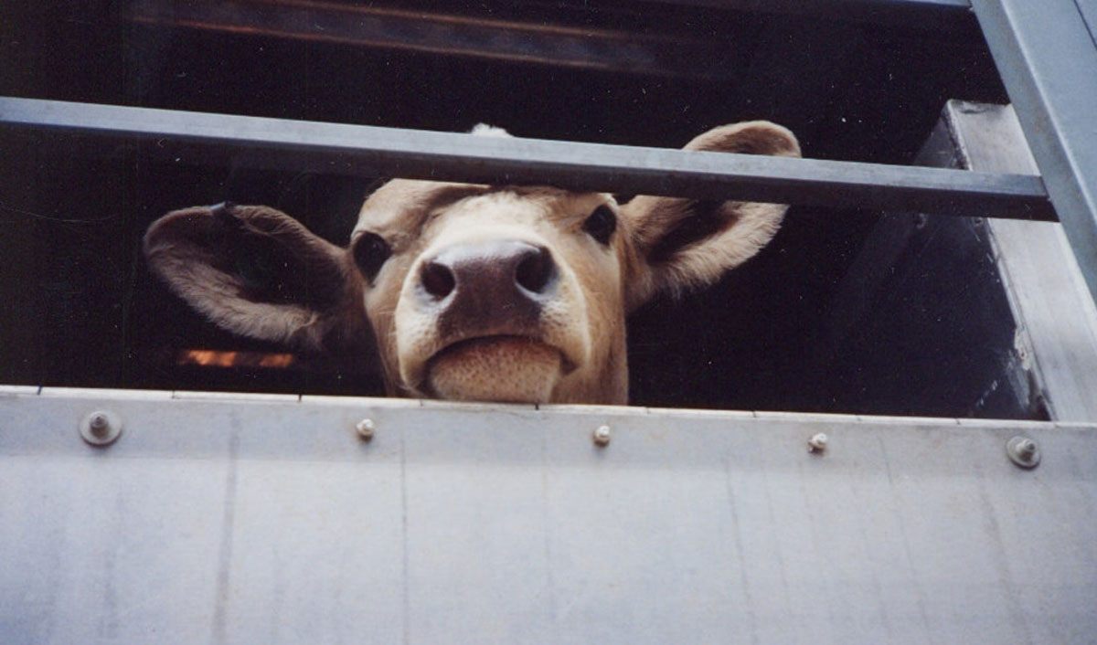 Autoritățile moldovene înăspresc controlul asupra camioanelor cu vite