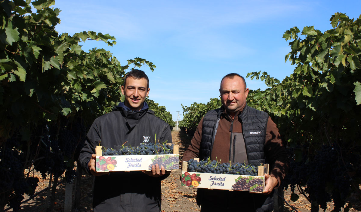 Dimitri Caramalac: drumul strugurilor moldovenești spre piața UE începe cu GLOBALG.A.P.