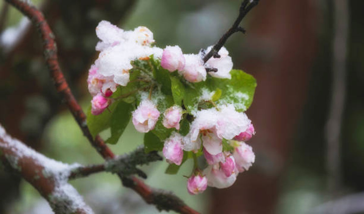 Садоводство Украины от заморозков потеряло половину урожая косточковых фруктов