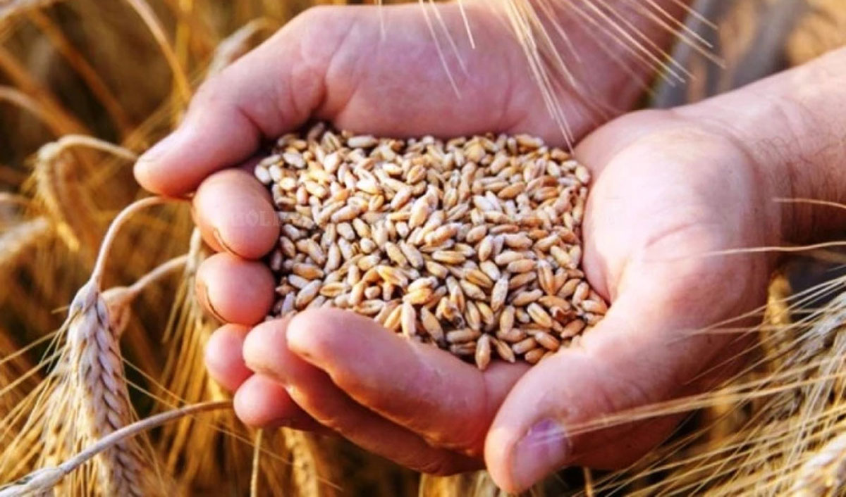 Мировой рынок: зерно подешевело перед длинными выходными