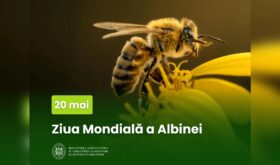 bee day