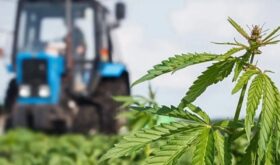 industrial hemp production