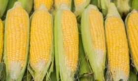 Corn