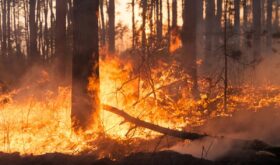 forest fire