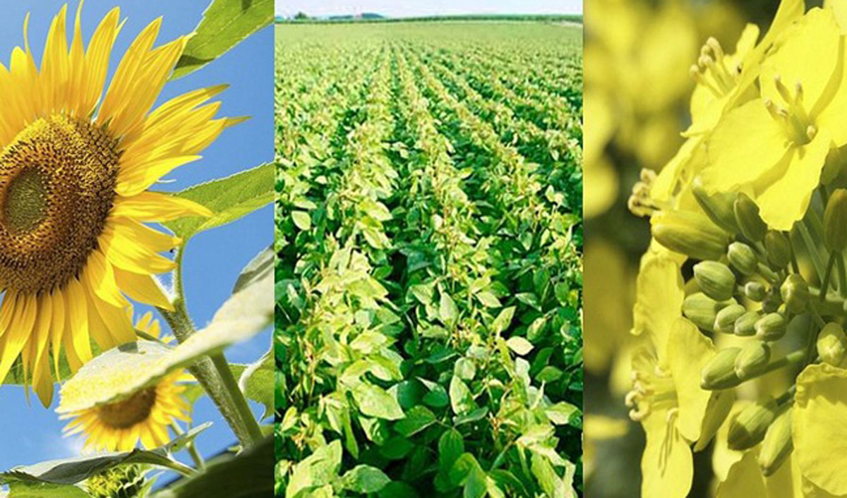 Prognoza USDA: creștere puternică a producției mondiale de semințe oleaginoase în 2026/27