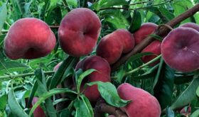Flat nectarine Flat nectarine