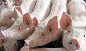 animal disease outbreaks