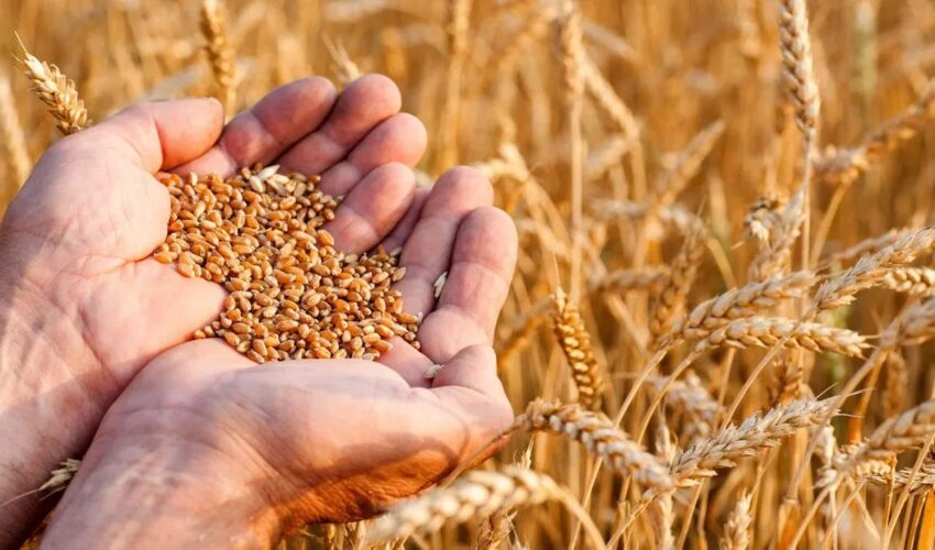 Russia's wheat harvest in doubt Wheat