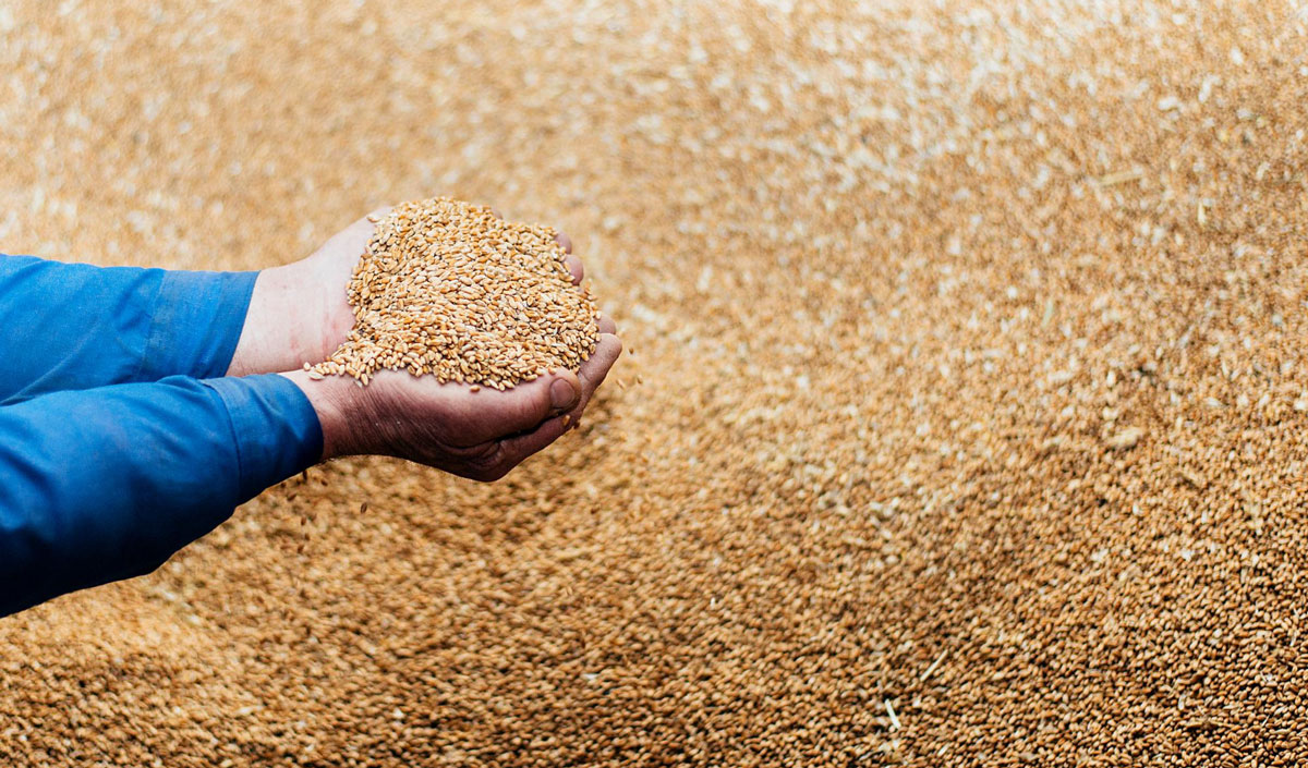 Запрет на импорт украинской сельхозпродукции в Венгрию восстановлен. «Отмена была случайностью»