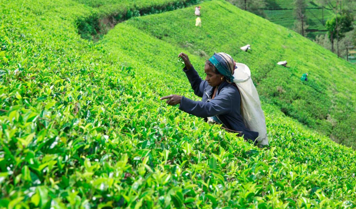Sri Lanka pierde o piață importantă de ceai din cauza războiului din Iran