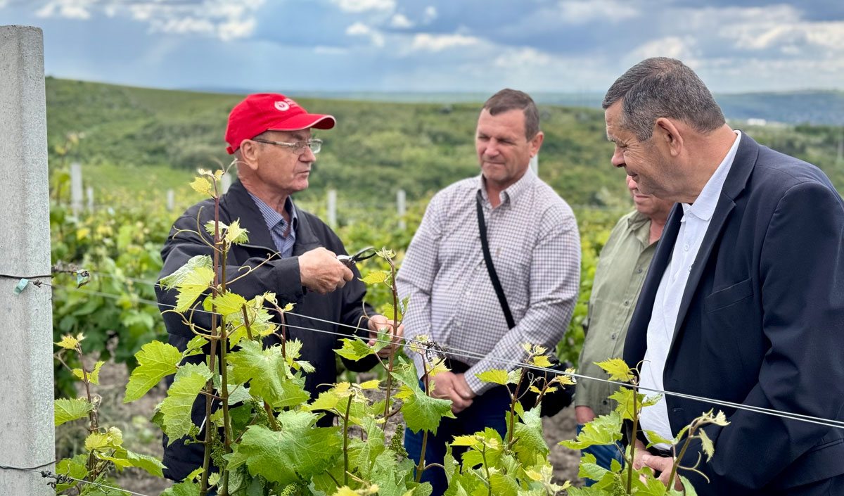 Moldovan winegrowers were taught a lesson in “green jobs”