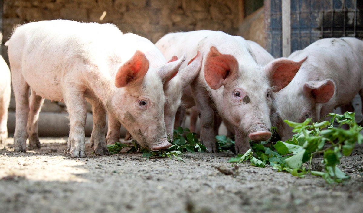Forecast: the EU pork market will shrink in 2026. But not by much