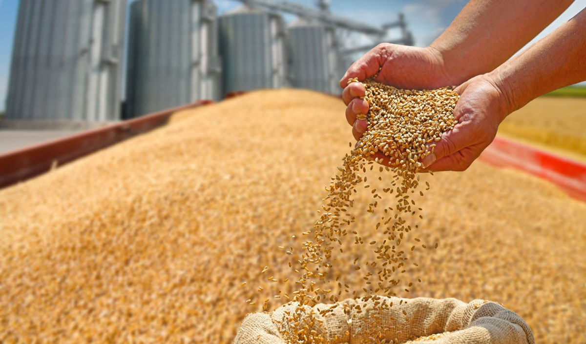 Romania bypasses Ukraine in the barley market due to competitive price. Moldova “out of the game”?
