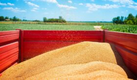 grain grain