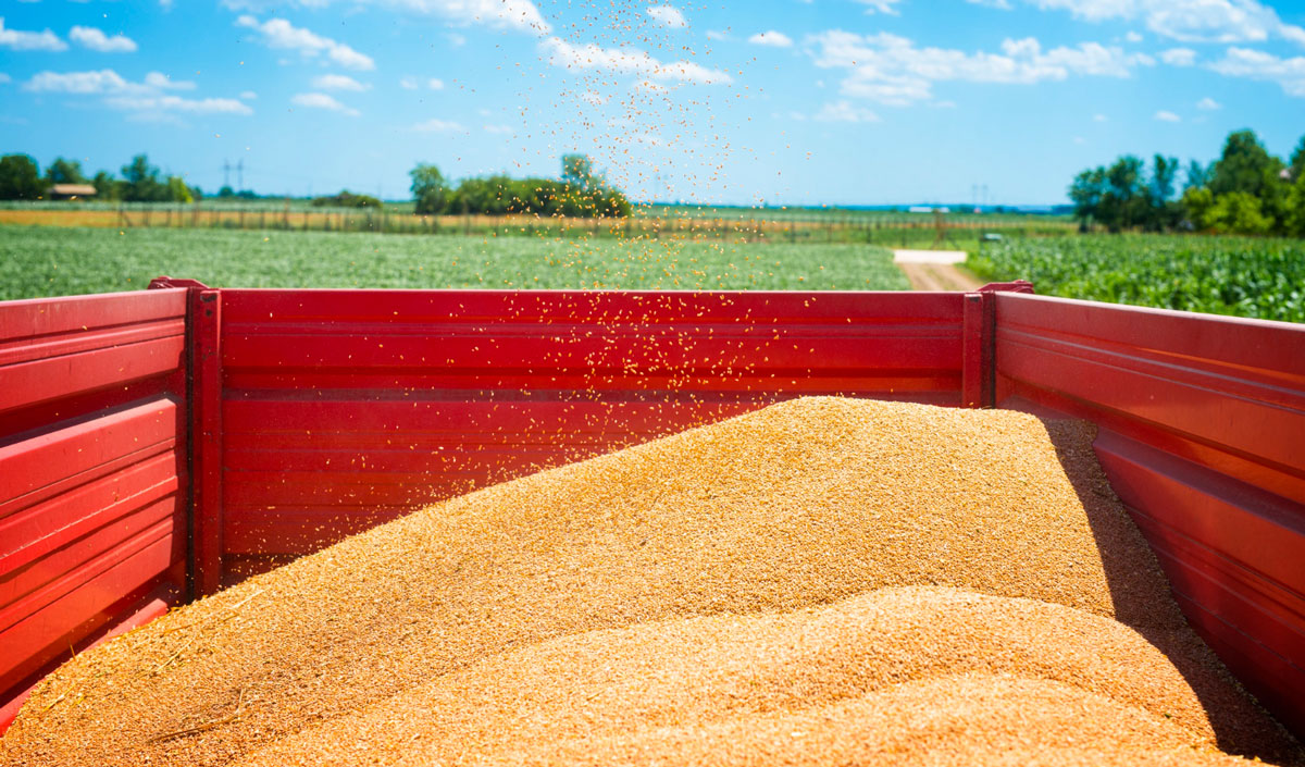 IGC forecast: global grain production trend negative – for the first time in four years