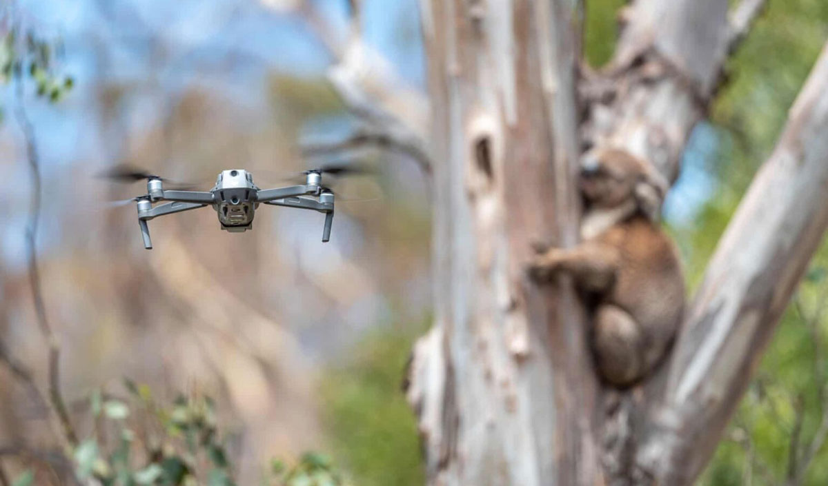 Dronele vor fi interzise la vânătoare prin lege