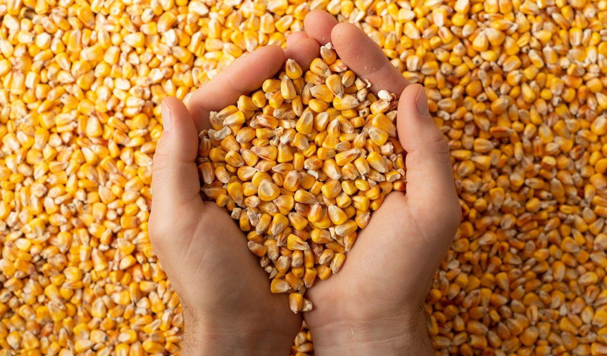 The IGC Council raised its forecast for the future global corn harvest  