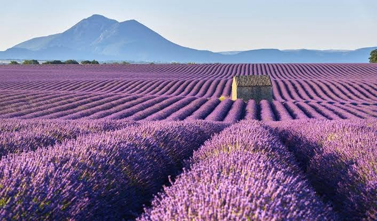 French farmers don’t want to grow lavender