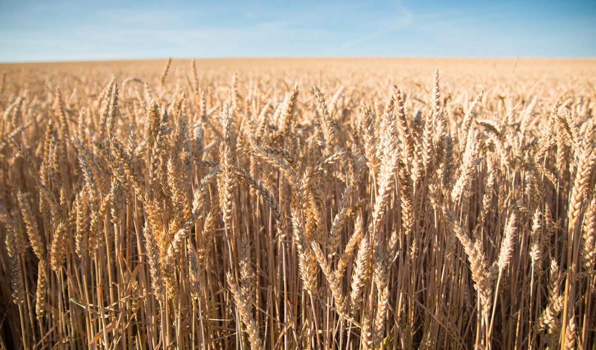 Russia’s Agro-Food Exports: Focus on Self-Sufficiency and Exports in BIRKS