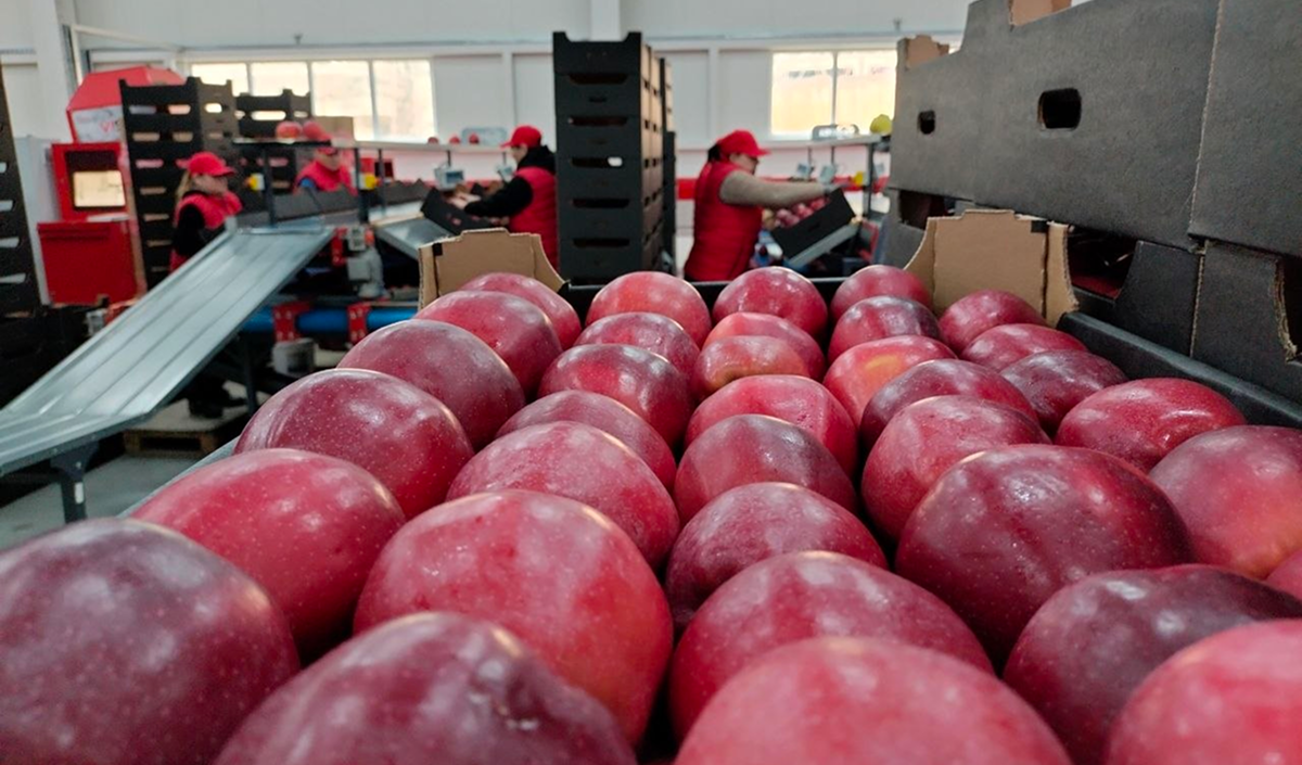 The Apple Market in Moldova: Abundant Supplies of High-Quality Fruit