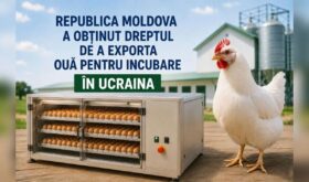 ouă pentru Ucraina