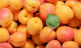 apricots