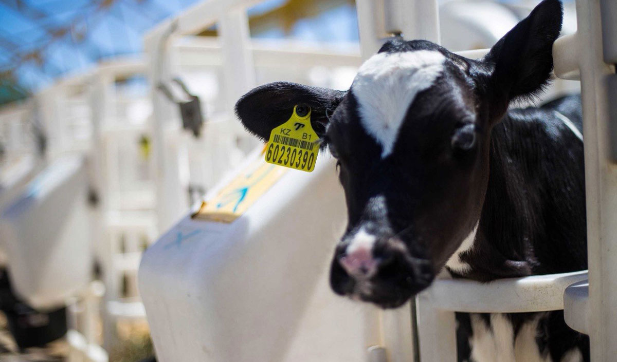 Concursul de proiecte agricole pentru subvenții va avea loc la sfârșitul anului