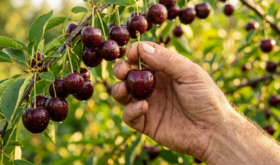 sweet cherries