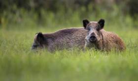 wild boars
