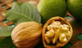 walnut