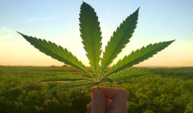 hemp