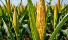 corn corn