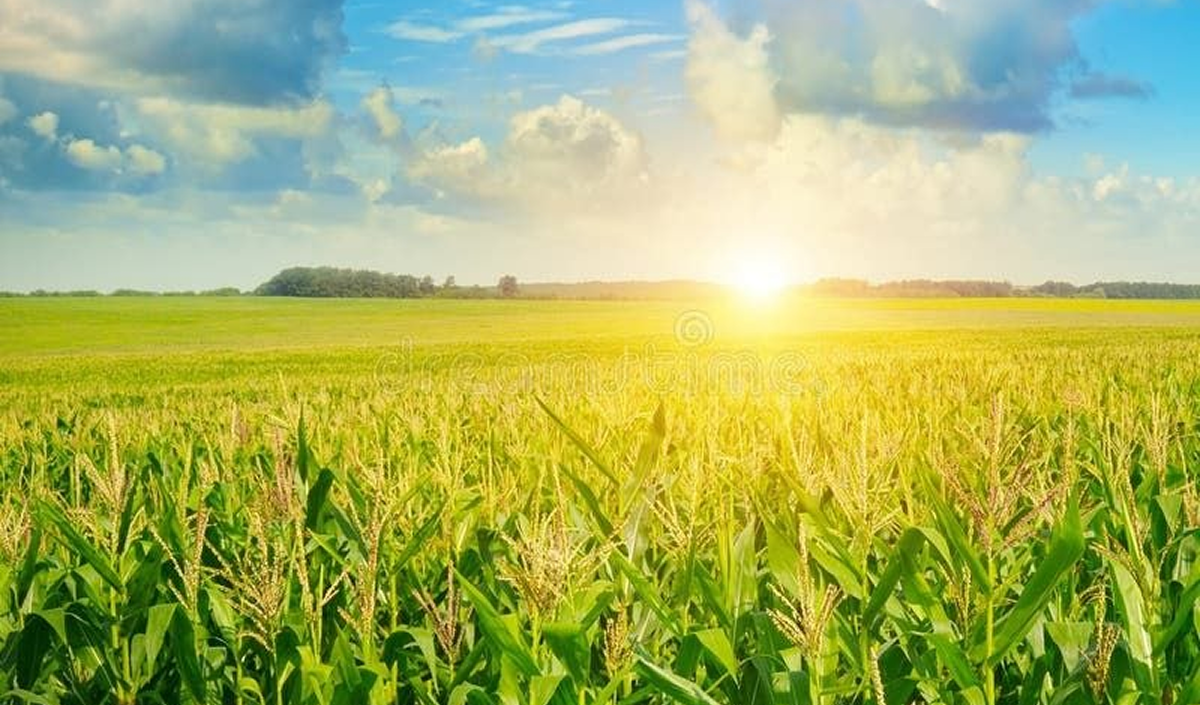 Unusually hot weather in France is boosting corn futures